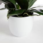 Kunstpflanze Phalaenopsis Weiß - Kunststoff - 38 x 66 x 38 cm