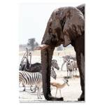 Afrikanische und Bild Elefant Tiere