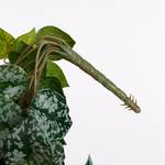 Künstliche Hängepflanze Scindapsus 25 x 86 x 25 cm