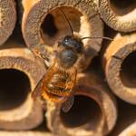 Hôtel à insectes abeilles sauvages Marron - Bambou - Bois manufacturé - 15 x 16 x 8 cm