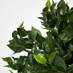Kunstpflanze Ficus Tropische Zierpflanze Grün - Kunststoff - 50 x 125 x 125 cm