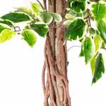 Kunstbaum Ficus Benjamini wei脽 gr眉n