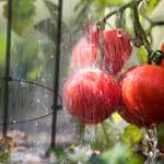 Tuteurs à tomates lot de 6 76 cm Noir - Métal - Matière plastique - 28 x 76 x 28 cm