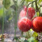 Tuteurs à tomates lot de 6, 76 cm Vert - Métal - Matière plastique - 28 x 76 x 28 cm