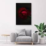 Wandbild Rote Rose Blume Natur