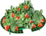 Erdbeer-Reifer, 脴 40 cm, 5 WENKO St眉ck