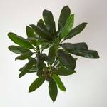 Cordyline Fruticosa Kunstpflanze im Topf Grün - Kunststoff - 18 x 100 x 100 cm