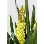 Plante décorative Rhynchostylis Vert - Matière plastique - 20 x 150 x 20 cm