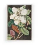 Leinwand 60x40 Magnolie