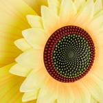 2er Set Windrad Sonnenblume