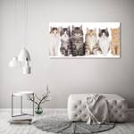 Wandbild Sechs Katzen 120 x 60 cm