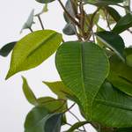 Plante artificielle Ficus Natasja Vert