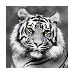 Tableau sur toile Tigre Noir et Blanc de 30 x 30 cm