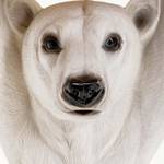 Beistelltisch Animal Polar Bear 37 x 53 x 37 cm