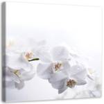 Leinwandbild Weiße Orchidee Natur Zen 50 x 50 cm