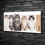 Wandbild Sechs Katzen 100 x 50 cm