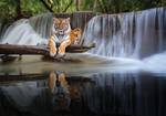 Vlies Fototapete Tiger Wasserfall Natur