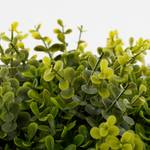 Kunstpflanze Eukalyptus Grün - Kunststoff - 30 x 70 x 30 cm