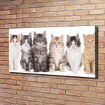 Wandbild Sechs Katzen 120 x 60 cm