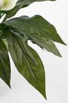 Spathiphyllum Kunstpflanze