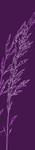 Flächenvorhang Grashalm- Lila Violett - Kunststoff - 60 x 260 cm