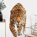Jaguar Creeping