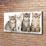 Wandbild Kleine Katzen 120 x 60 cm