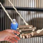 Holzleiter mit Vogelspielzeug Kokosnuss