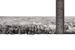 Hochflorteppich Lachen Fence 240 x 305 cm