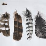 Parure de lit Wild Feathers Coton - Blanc - 240 x 200/220 cm + 2 oreillers 70 x 60 cm