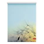 Klemmfix-Rollo Pusteblume Webstoff - Hellblau - 100 x 150 cm