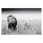 Afbeelding Leeuw I Zwart - Plaatmateriaal - Papier - 90 x 60 x 2 cm