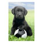 Afbeelding Labrador puppy Meerkleurig - Plaatmateriaal - Papier - 60 x 90 x 2 cm