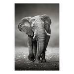 Bild Elefant Wanderung Schwarz - Holzwerkstoff - Papier - 60 x 90 x 2 cm