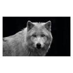 Afbeelding Oog Wolf Wit - Plaatmateriaal - Papier - 118 x 70 x 2 cm