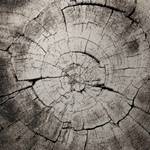 Laagpolig vloerkleed Wild Oak kunstvezels - crèmekleurig/grijs - 120 x 170 cm