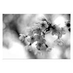 Bild Cerry Blossoms Schwarz-Weiß