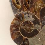 Ingelijste fossielen Valuable I Wit - Glas - Plastic - Textiel - Deels massief hout - 42 x 52 x 5 cm