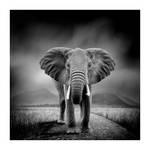 Tableau déco Adora éléphant Noir - Bois manufacturé - 50 x 50 x 1.9 cm