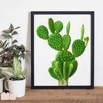 Cactus Bild