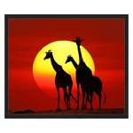 Bild Sunset Giraffes Silhouette Buche massiv / Plexiglas - 62 x 52 cm