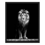 Tableau déco Beautiful Lion Hêtre massif / Plexiglas - 52 x 62 cm