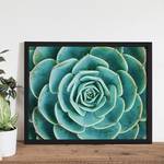 Bild Arrangement of the Succulents Buche massiv / Plexiglas - 52 x 42 cm