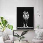 Tableau déco Beautiful Lion Hêtre massif / Plexiglas - 62 x 82 cm