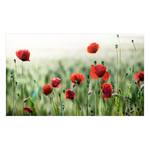 Bild Wilder Mohn