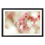 Blossoms Cherry Bild