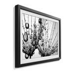 Afbeelding Dandelion Seeds Massief lindehout - zwart/wit