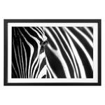 Stripes Bild Animal