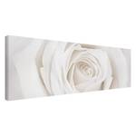 Bild Pretty White Rose I Leinwand /  Massivholz Fichte - Mehrfarbig - 90 x 30 cm