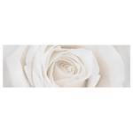 Bild Pretty White Rose I Leinwand /  Massivholz Fichte - Mehrfarbig - 150 x 50 cm